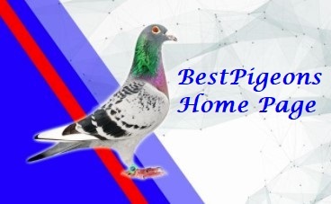 BestPigeons.com